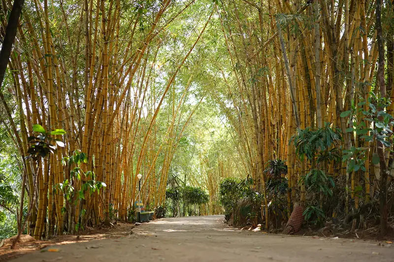Tall golden bamboo arching over the avenue at Purayil Resort Kakkadampoyil