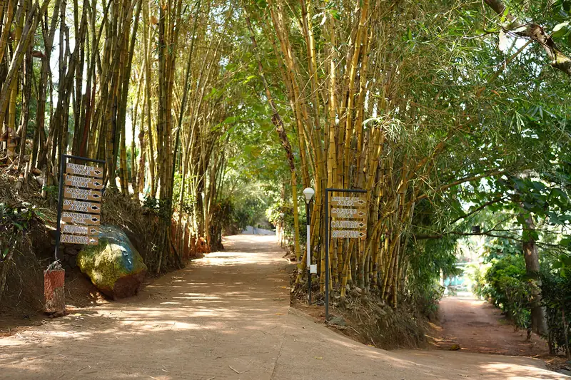 Bamboo grove entrance road at Purayil Resort Kakkadampoyil