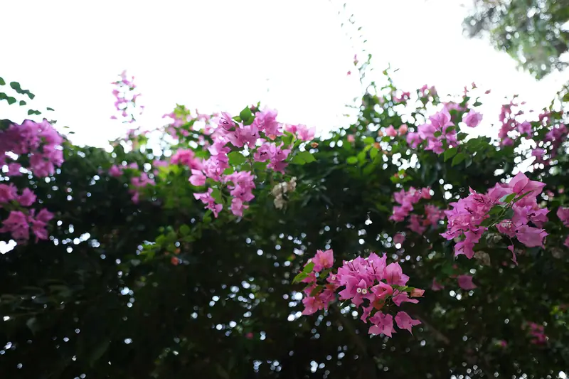 Pink bougainvillea blooming in the gardens of Purayil Resort Kakkadampoyil