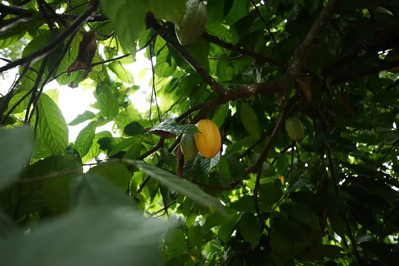 Ripening cocoa pod on the tree at Purayil farm