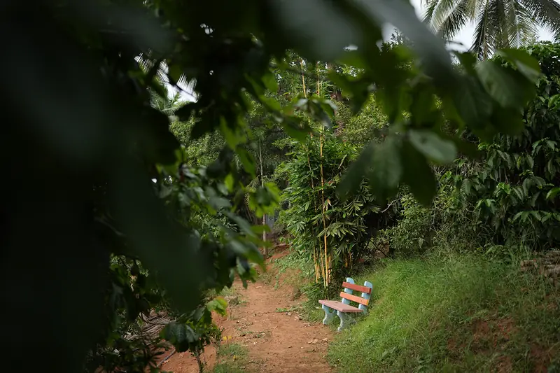 Forest trail with a bench through the plantation