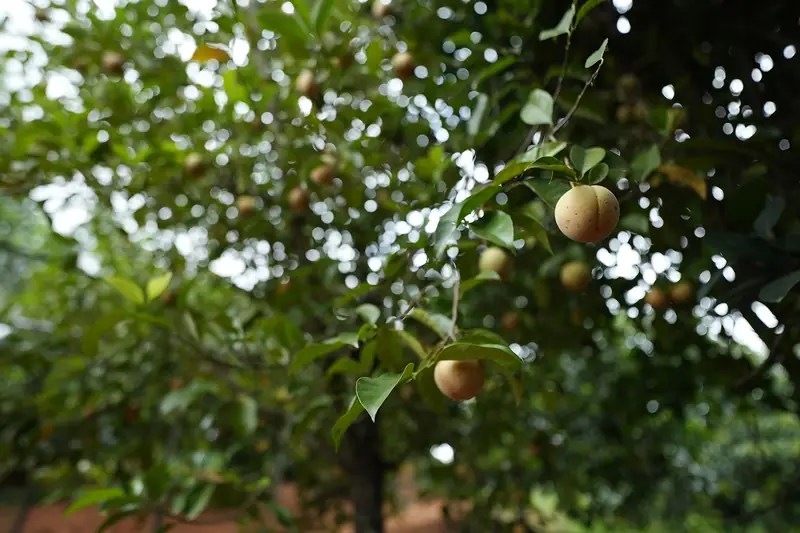 Fruit hanging from trees in the orchard
