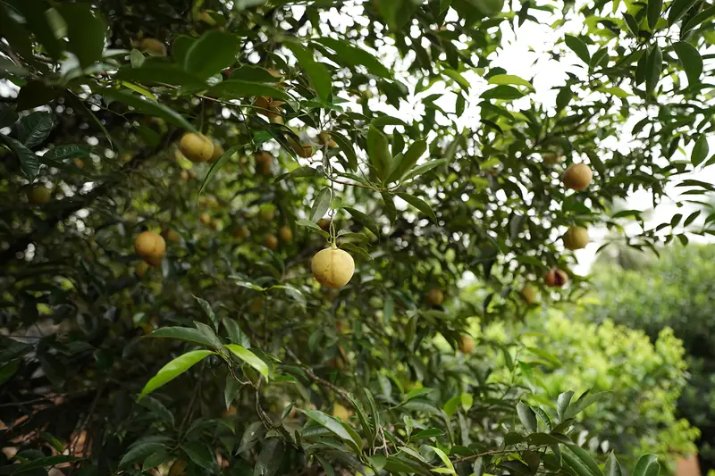Fruit tree laden with fruit at the Purayil farm