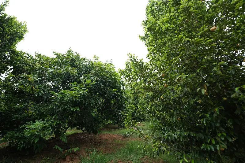 Rows of fruit trees in the Purayil orchard