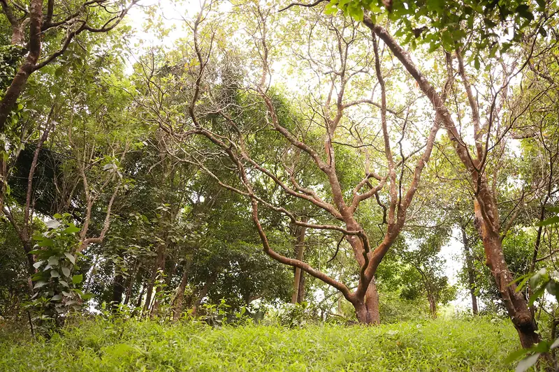 Orchard trees and green grass at the Purayil farm