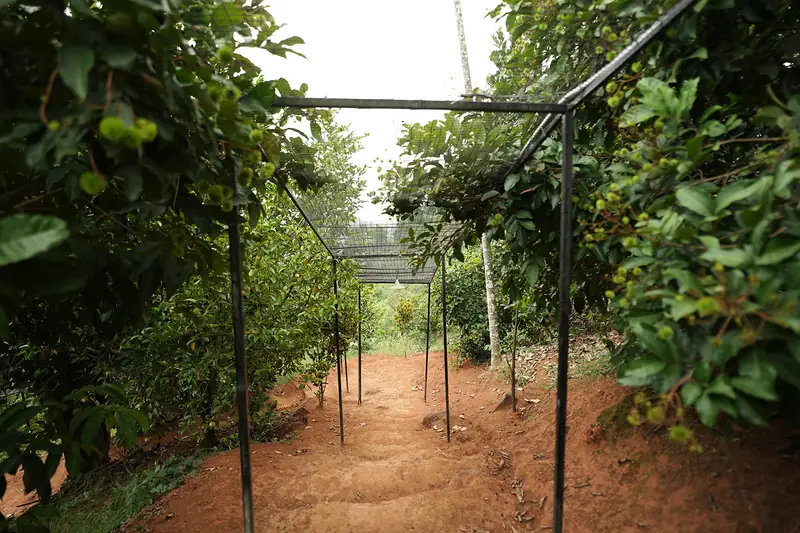 Pergola walkway through the plantation at Purayil Resort