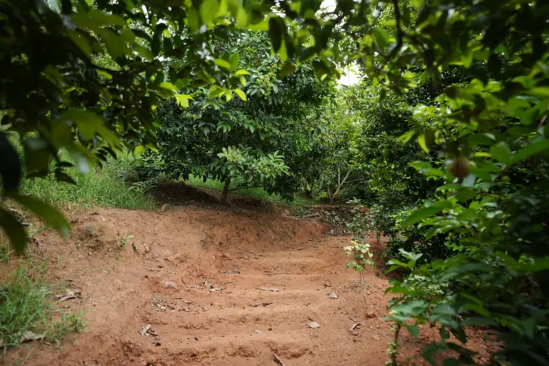 Earthen steps through the fruit plantation