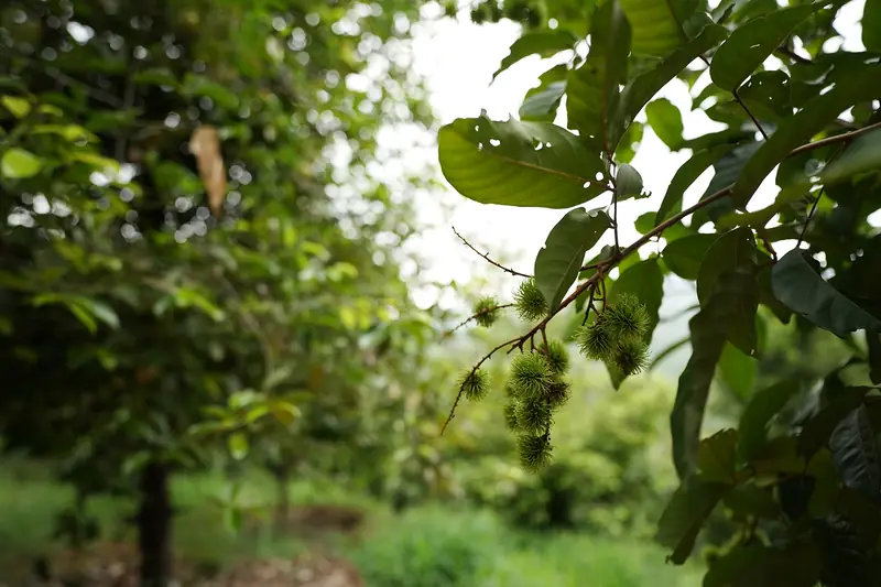 Rambutan fruits growing in the resort orchard